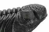 Perfectly Prone, Drotops Trilobite - Large Specimen #227794-7